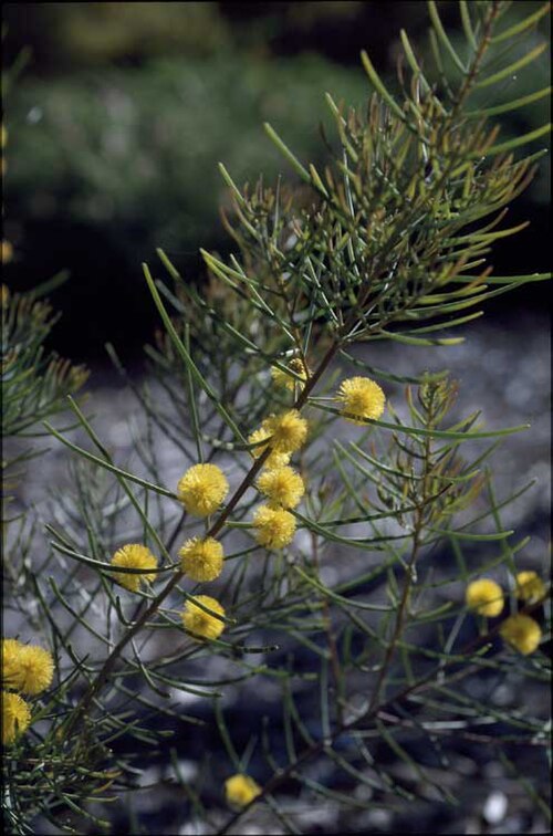 Acacia islana: Acacia islana at the Australian Botanic Garden Mount Annan