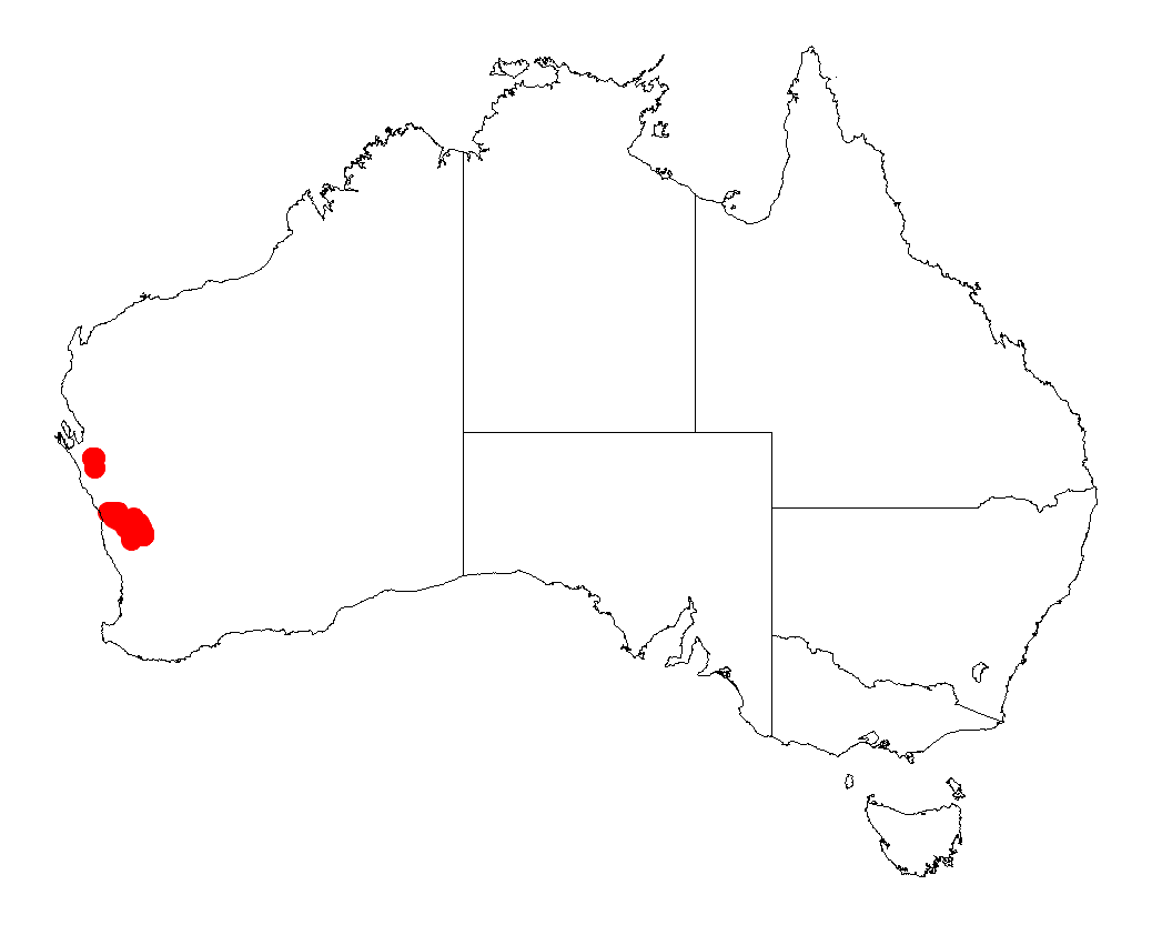 Acacia isoneura: Acacia isoneura occurrence data from Australasian Virtual Herbarium downloaded from https://doi.org/10.26197/5c06138894b on December 8 2018