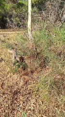 Acacia iteaphylla (Acacia iteaphylla)