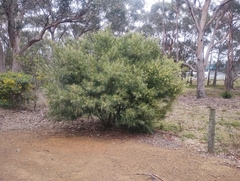 Acacia iteaphylla (Acacia iteaphylla)