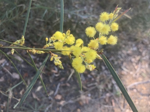 Acacia iteaphylla (Acacia iteaphylla)