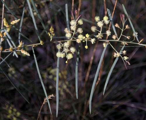 Acacia iteaphylla (Acacia iteaphylla)