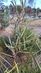Acacia iteaphylla (Acacia iteaphylla)