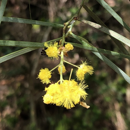 Acacia iteaphylla (Acacia iteaphylla)