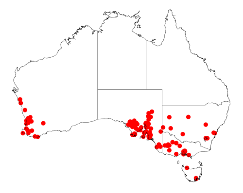 Acacia iteaphylla: Acacia iteaphylla occurrence data from Australasian Virtual Herbarium downloaded from https://doi.org/10.26197/5c06138894b on December 8 2018