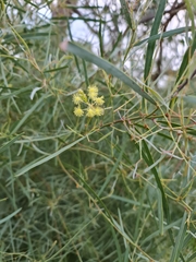 Acacia iteaphylla (Acacia iteaphylla)