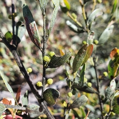Sticky leaved wattle (Acacia ixiophylla)