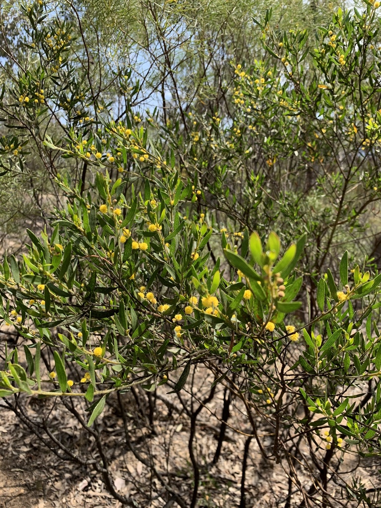 Sticky leaved wattle (Acacia ixiophylla)