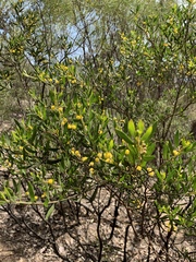 Sticky leaved wattle (Acacia ixiophylla)