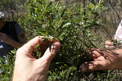 Sticky leaved wattle (Acacia ixiophylla)