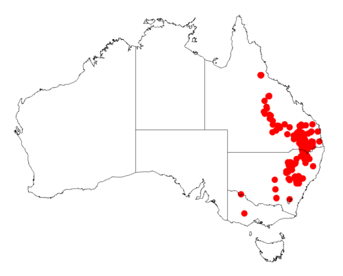 Sticky leaved wattle: Acacia ixiophylla occurrence data from Australasian Virtual Herbarium downloaded from https://doi.org/10.26197/5c06138894b on December 8 2018