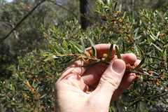 Sticky leaved wattle (Acacia ixiophylla)