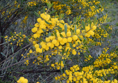 Sticky leaved wattle (Acacia ixiophylla)