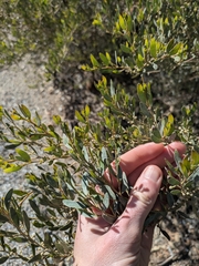Sticky leaved wattle (Acacia ixiophylla)