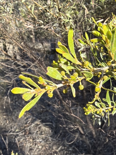 Sticky leaved wattle (Acacia ixiophylla)