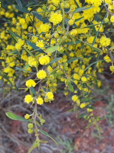 Sticky leaved wattle (Acacia ixiophylla)
