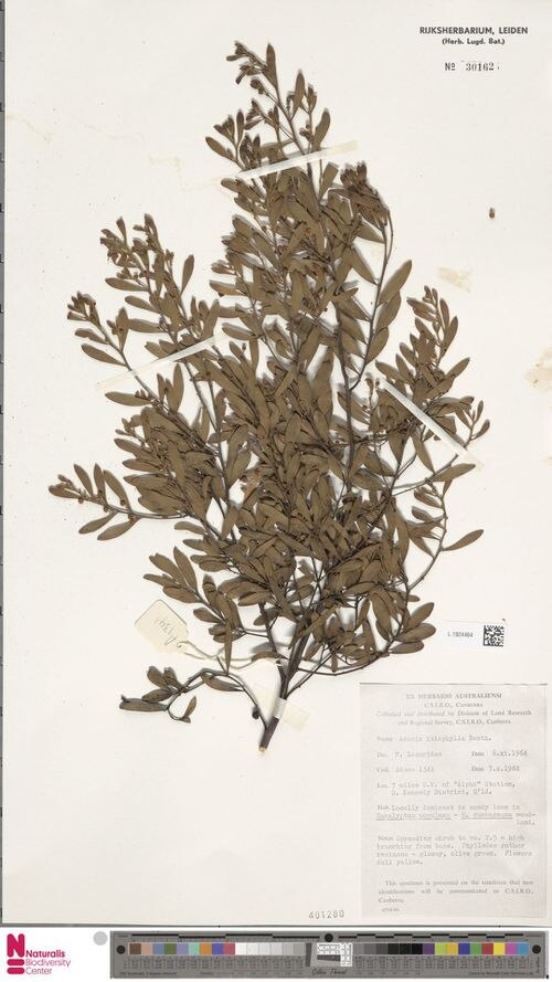 Sticky leaved wattle: Acacia ixiophylla L1924464 collected by Adams1964-10-07 7 miles south west of "Alpha" station, S. Kennedy District, Queensland