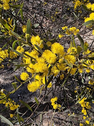 Sticky leaved wattle: Acacia ixiophylla near Karara, Queensland