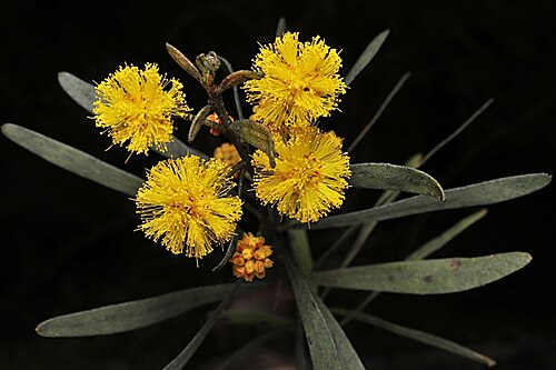 Acacia ixodes: Acacia ixodes in the Australian National Botanic Gardens