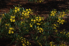 Acacia ixodes (Acacia ixodes)