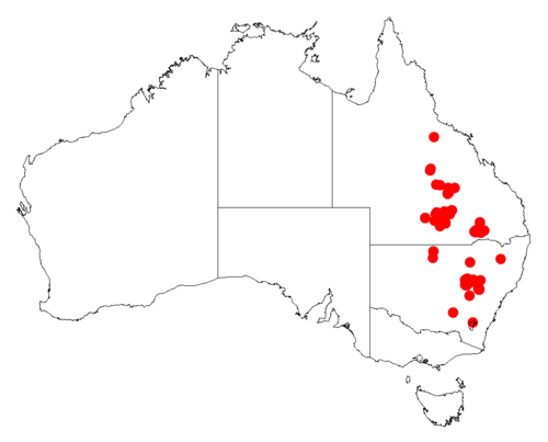 Acacia ixodes: Acacia ixodes occurrence data from Australasian Virtual Herbarium downloaded from https://doi.org/10.26197/5c06138894b on December 8 2018