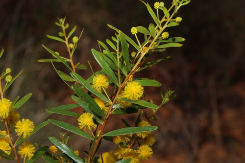 Acacia ixodes (Acacia ixodes)