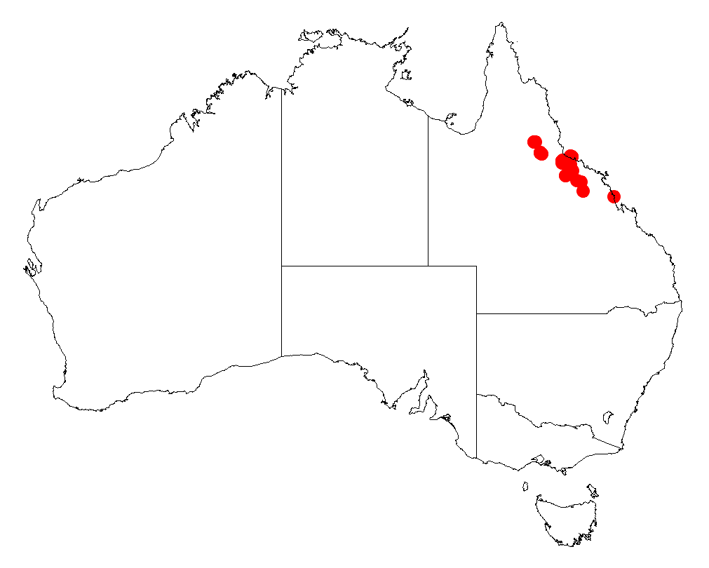 Acacia jackesiana: Acacia jackesiana occurrence data from Australasian Virtual Herbarium downloaded from https://doi.org/10.26197/5c06138894b on December 8 2018