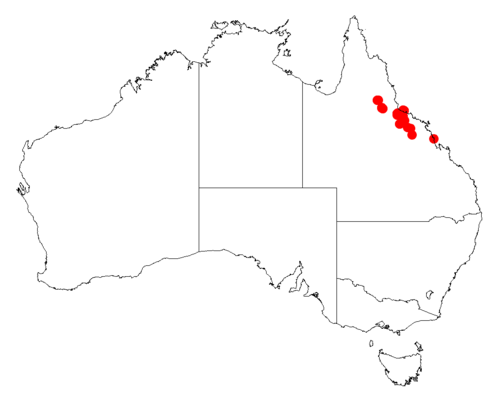 Acacia jackesiana: Acacia jackesiana occurrence data from Australasian Virtual Herbarium downloaded from https://doi.org/10.26197/5c06138894b on December 8 2018