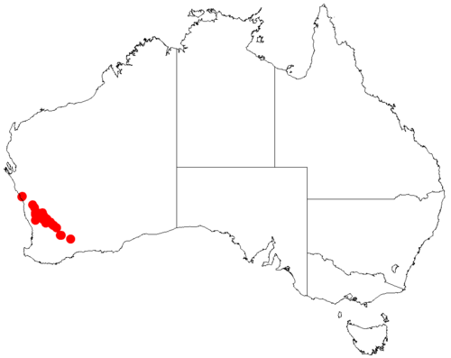 Acacia jacksonioides: Acacia jacksonioides occurrence data from Australasian Virtual Herbarium downloaded from https://doi.org/10.26197/5c06138894b on December 8 2018