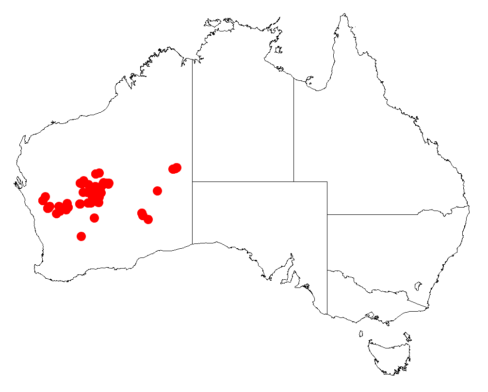 Acacia jamesiana: Acacia jamesiana occurrence data from Australasian Virtual Herbarium downloaded from https://doi.org/10.26197/5c06138894b on December 8 2018