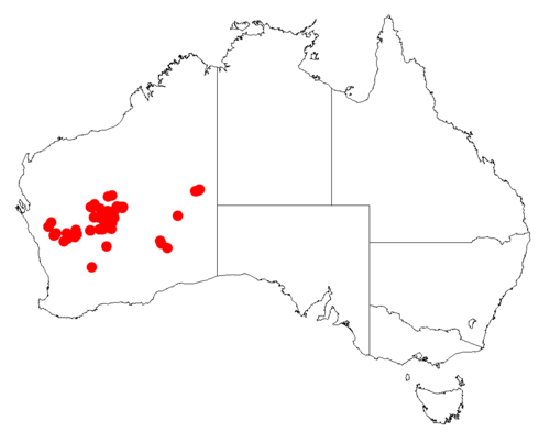 Acacia jamesiana: Acacia jamesiana occurrence data from Australasian Virtual Herbarium downloaded from https://doi.org/10.26197/5c06138894b on December 8 2018