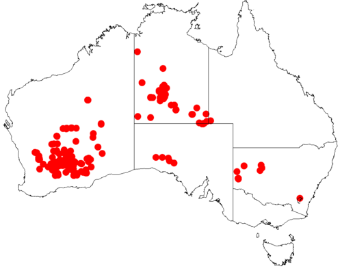 Coonavittra wattle: Acacia jennerae occurrence data from Australasian Virtual Herbarium downloaded from https://doi.org/10.26197/5c06138894b on December 8 2018