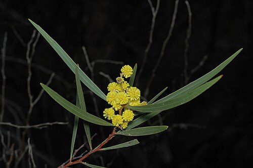 Coonavittra wattle: Acacia jennerae Mutawintji National Park, Homestead Creek, along walking track No. 1 from Homestead Creek Day Use Area, New South Wales
