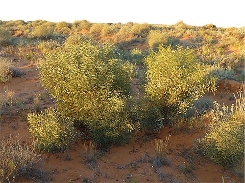 Coonavittra wattle: Acacia jennerae habit in the Simpson Desert