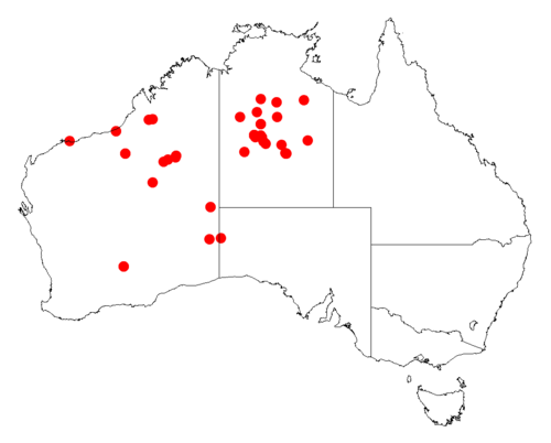 Acacia jensenii: Acacia jensenii occurrence data from Australasian Virtual Herbarium downloaded from https://doi.org/10.26197/5c06138894b on December 8 2018