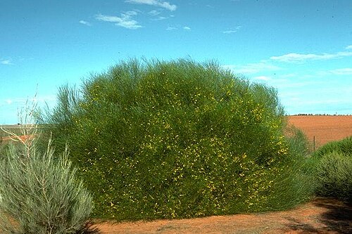 Acacia jibberdingensis: Acacia jibberdingensis in Wilga Park, in Swan Hill
