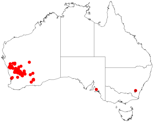 Acacia jibberdingensis: Acacia jibberdingensis occurrence data from Australasian Virtual Herbarium downloaded from https://doi.org/10.26197/5c06138894b on December 8 2018