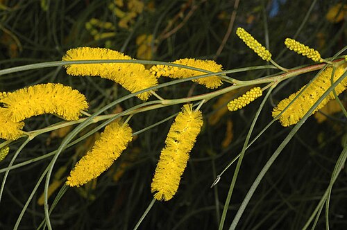 Acacia jibberdingensis: Acacia jibberdingensis in the Australian National Botanic Gardens