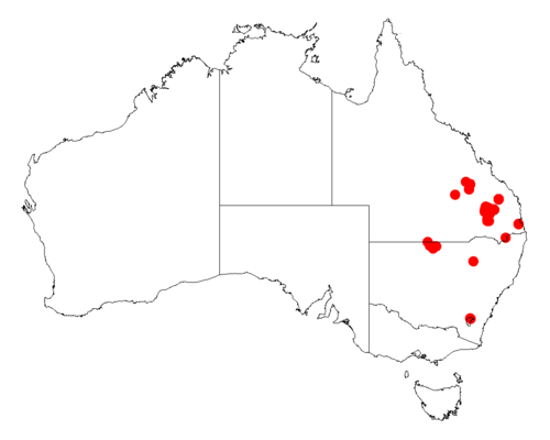 Acacia johnsonii: Acacia johnsonii occurrence data from Australasian Virtual Herbarium downloaded from https://doi.org/10.26197/5c06138894b on December 8 2018