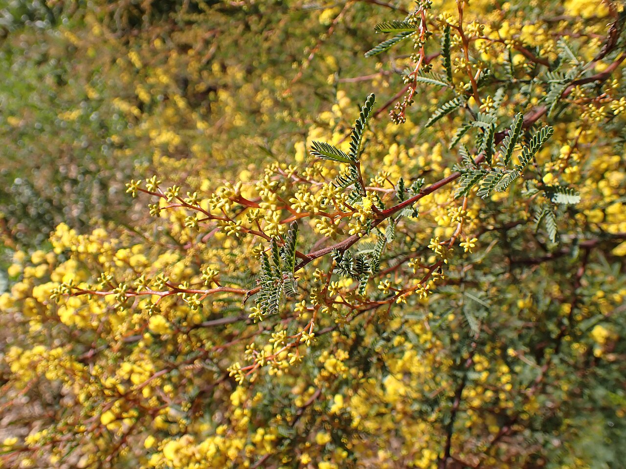 Acacia jonesii: Acacia jonesii in the Mount Annan Botanic Gardens