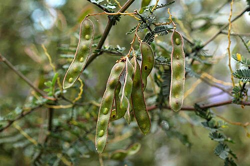 Acacia jonesii: Fruit of Acacia jonesii in Mt Annan Botanic Gardens, Campbelltown, New South Wales