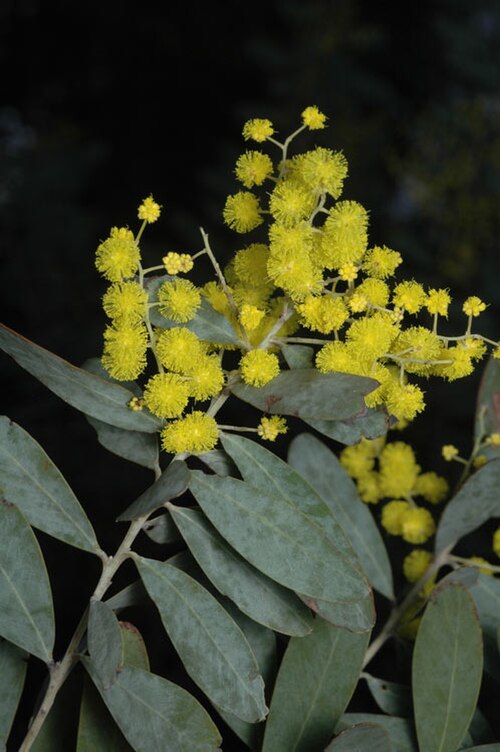Acacia jucunda: Acacia jucunda in Mount Annan Botanic Gardens, New South Wales