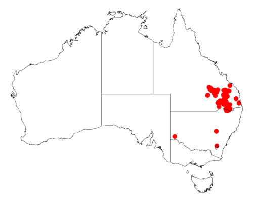 Acacia jucunda: Acacia jucunda occurrence data from Australasian Virtual Herbarium downloaded from https://doi.org/10.26197/5c06138894b on December 8 2018