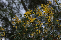 Acacia julifera (Acacia julifera)