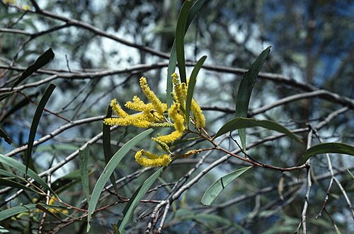 Acacia julifera: Acacia julifera subsp. julifera 22 km from Dawson Developmental Road along eastern end of Buckland Loop Road, Queensland
