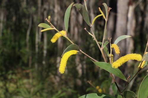 Acacia julifera (Acacia julifera)