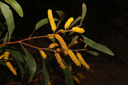 Acacia julifera (Acacia julifera)