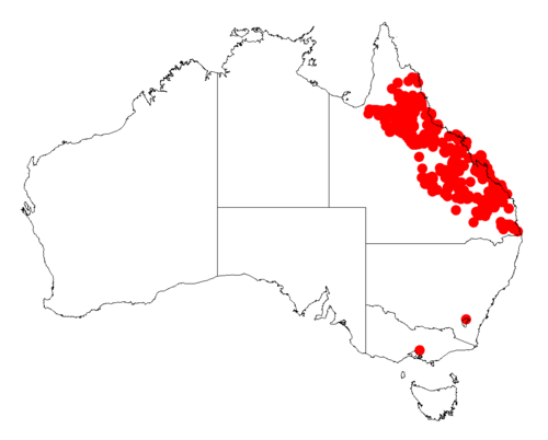 Acacia julifera: Acacia julifera occurrence data from Australasian Virtual Herbarium downloaded from https://doi.org/10.26197/5c06138894b on December 8 2018