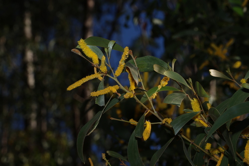 Acacia julifera (Acacia julifera)