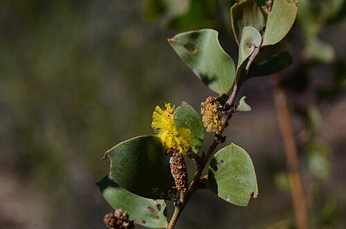 Acacia julifera: Acacia julifera subsp. curvinervia in the Minerva Hills National Park, NW of Springsure, along Dendle Scenic Drive, c. 3 km from Skyline Lookout carpark, Queens